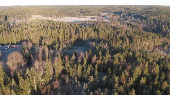 Green Spruce Forestry Landscape Aerial Slow Tilt Up