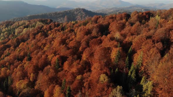 Aerial view of beautiful autumn forest 4k