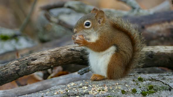 Tiny Cute Baby Brown White Breasted Squirrel Nibbles Perched on Log Eating Acorn alt