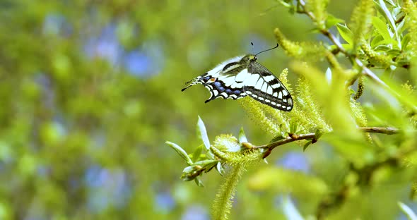 Papilio Machaon the Old World Swallowtail  a Butterfly of the Family Papilionidae alt