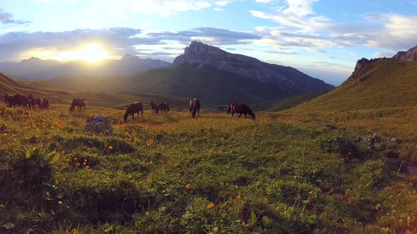 Mountain meadow with grazing wild horses at sunset.