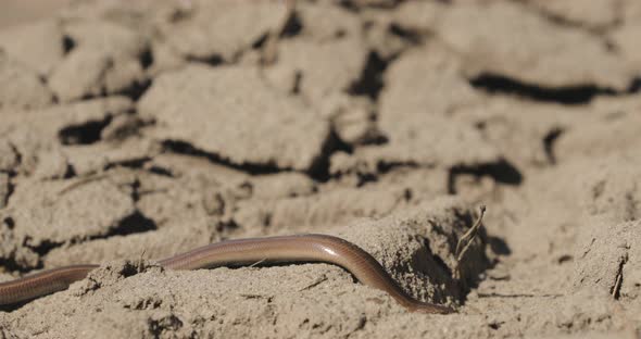 Anguis Fragilis Is A Legless Lizard Reptile Native To Eurasia alt