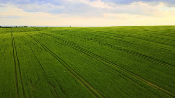 Aerial landscape view of wild bird flying over green cultivated agricultural fields with growing alt