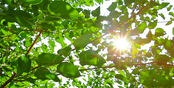 Sunlight Through The Leaves 7