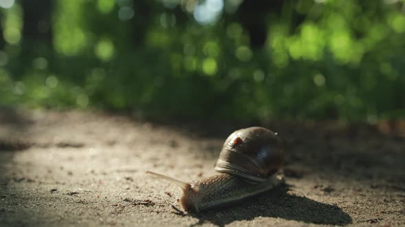 Grape Snail Crawling on the Sand in a Wooded Area alt