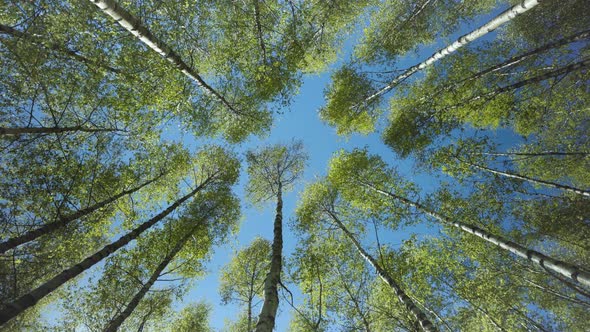 Walking in the spring forest and looking at the sky