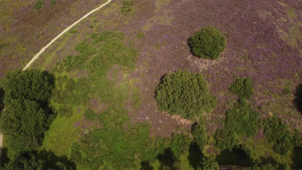 Purple blooming heathland at national park the Posbank in the Netherlands alt