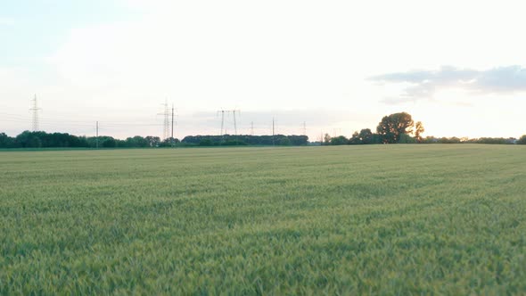 Wheat In A Field Near A Power Line