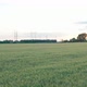Wheat In A Field Near A Power Line - VideoHive Item for Sale