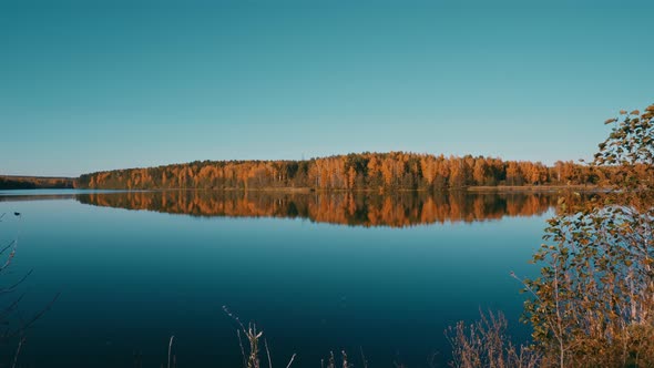 Static Camera a View of the Lake on the Shore of Which There is a Dense Autumn Forest with Yellow