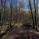 the Road in the Wood Among Trees It Is Removed in Flight Over the Road - VideoHive Item for Sale
