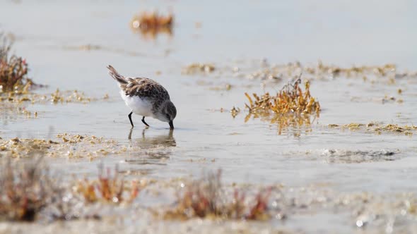 Small Bird in Shallow Water River or Lake An Animal in Its Natural Habitat Nature Wildlife Safari alt