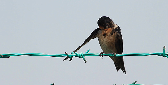 Little Swallow Preening