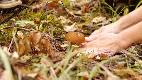 Gathering of Mushrooms