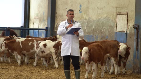 Veterinarian calf herd review. alt