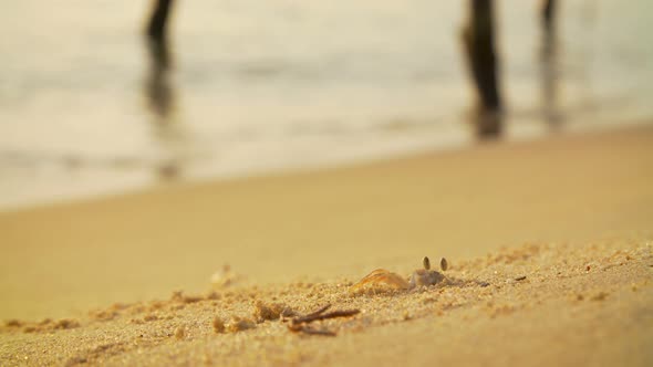 Crab at Work Digging on a Sandy Beach alt