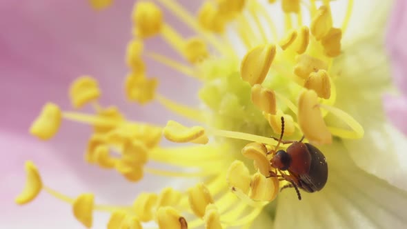 Small Beetle On A Flower Of A Dogrose alt