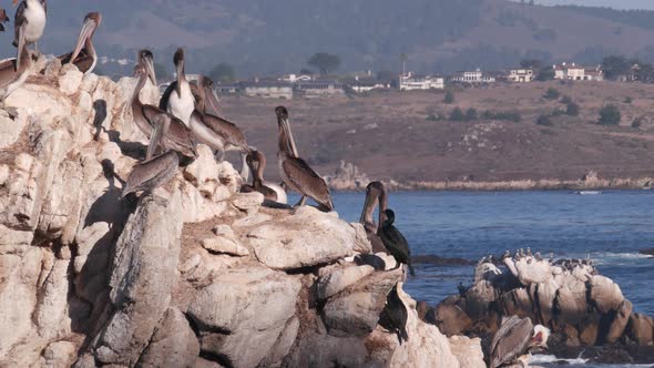 Flock of Brown Pelican on Rock in Ocean Point Lobos Wildlife California Birds