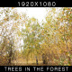 Trees In The Forest 3 - VideoHive Item for Sale