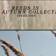Reeds In The Autumn ( 2 in 1 ) - VideoHive Item for Sale