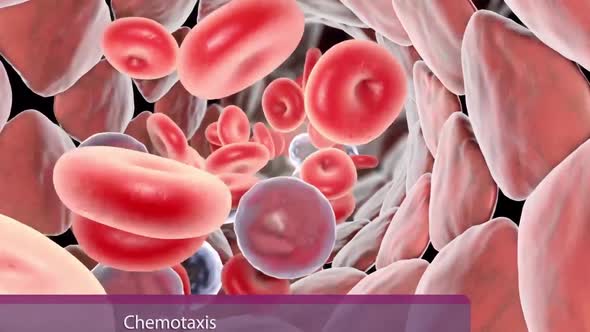 Chemotaxis is the movement of an organism in response to a chemical stimulus. alt