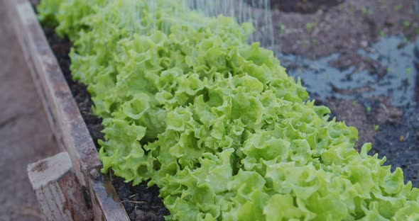 Watering Plants On Garden. Backyard Gardening