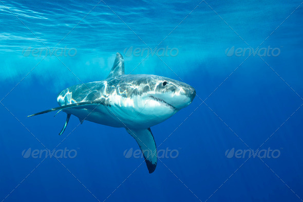 Great white shark - Stock Photo - Images