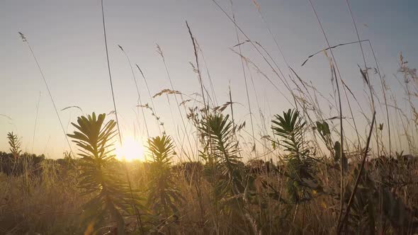 Field of Grass