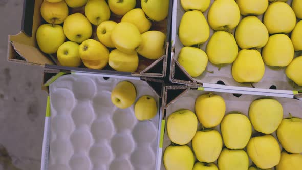 Many Yellow Apples in Boxes