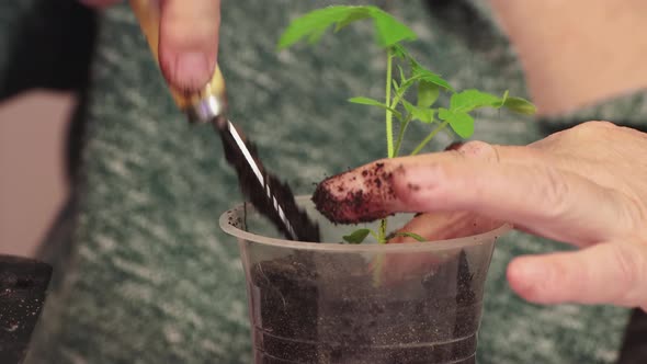 Closeup of a Woman's Hands Planting Young Tomato Seedlings in a Pot alt