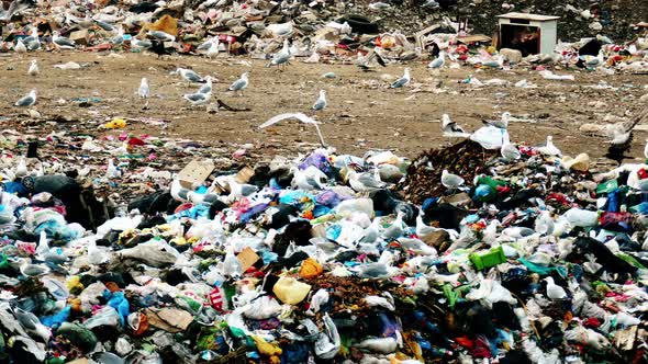 Wild birds fly over the waste in slow motion 4K footage.