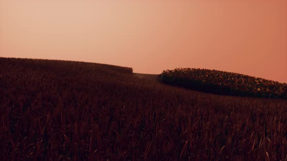 Gold Wheat Field at Sunset Landscape alt