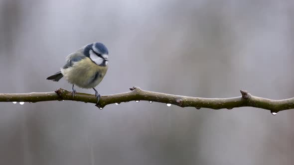Blue Tit Bird In Rain Shaking Isolated Copy Space On Branch 4K Detailed Close Up Slow Motion