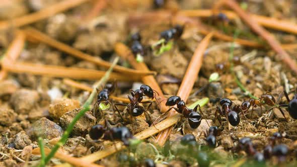 Worker ants are collecting seeds and tiny dry wood branches alt