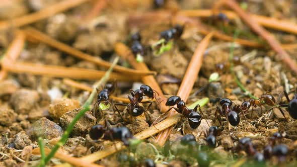 Worker ants are collecting seeds and tiny dry wood branches