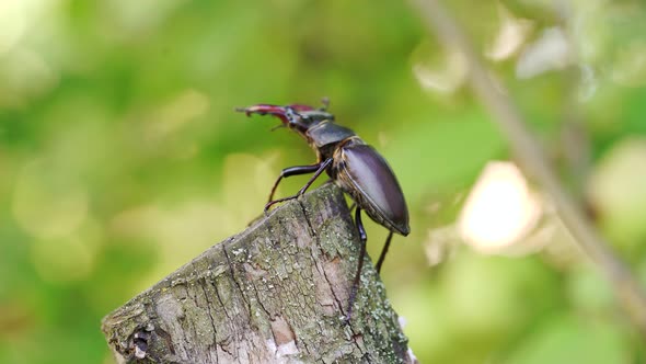 The Siamese Stag Beetle on Branch with Blurred Nature Background alt