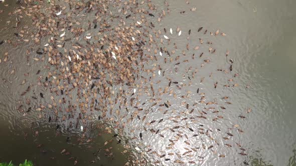 Aerial view of a fisherman along Baulai river in Sylhet state, Bangladesh.