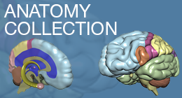 Anatomy Collection