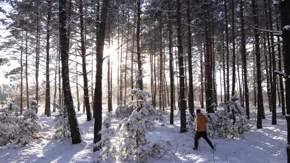 Man Walk in Snowy Pine Forest Frosty Sunny Winter Landscape
