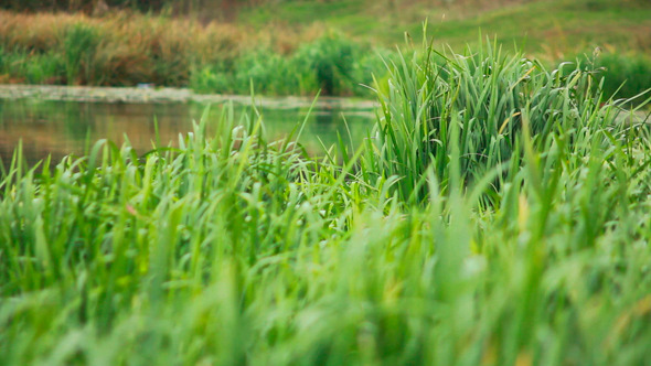 Green Grass on Water 2