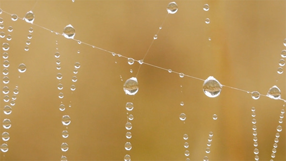 Dew Droplets On Spider Web
