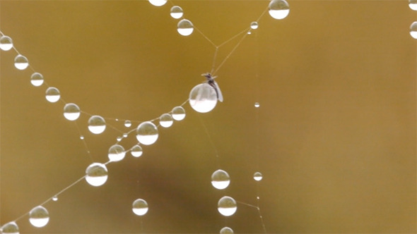 Dew Droplets On Spider Web 2