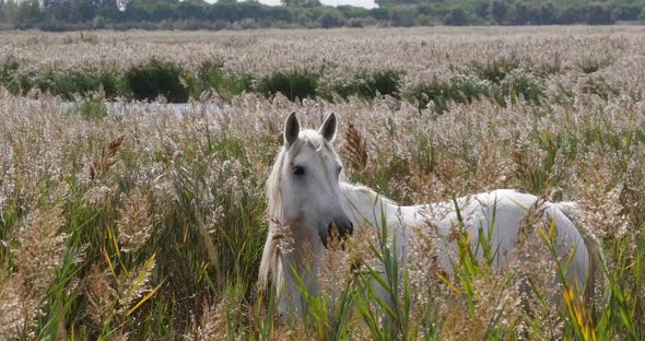 952078 Camargue Horse, Mare standing in Swamp, Saintes Marie de la Mer in The South of France, Real alt