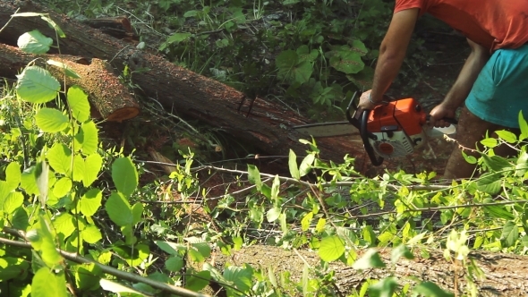 Lumberjack Cut Tree 2 alt