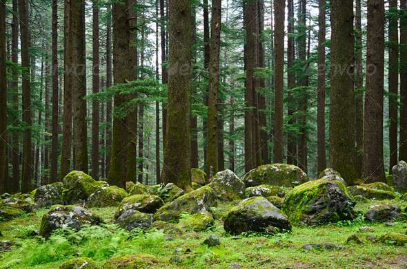 Mysterious forest - Stock Photo - Images