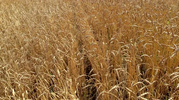 Wheat Stems of Yellow Color with Ripe Ears Waved By Wind