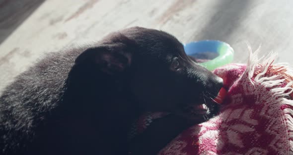 Puppy Lies on the Carpet and Eats Carrots Vegetables Useful for Dogs alt