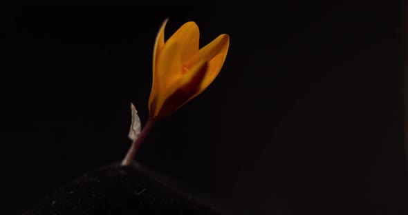 Opening Yellow Crocus Bud on Black Background