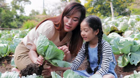 Happy Asian woman, Boy, and girl enjoy big cabbage in a vegetable farm