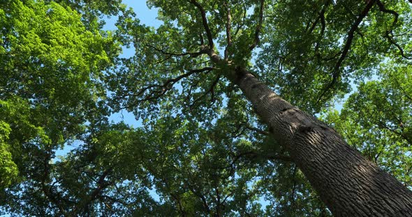 Forest of oaks with Celtis australis, Loiret, France alt